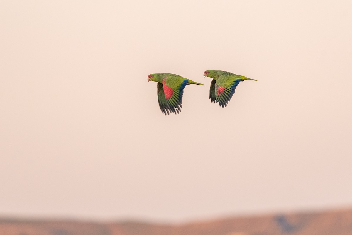 Red-spectacled Parrot - ML618761906