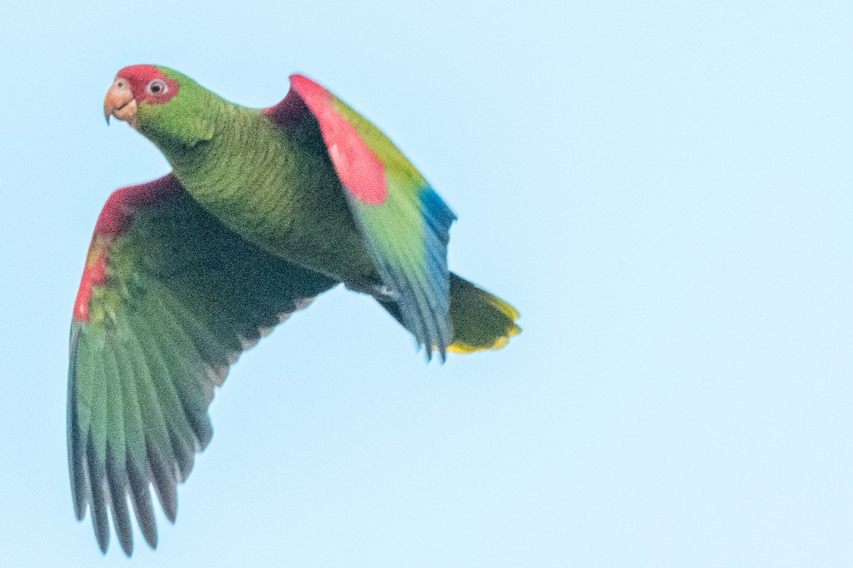 Red-spectacled Parrot - ML618761907