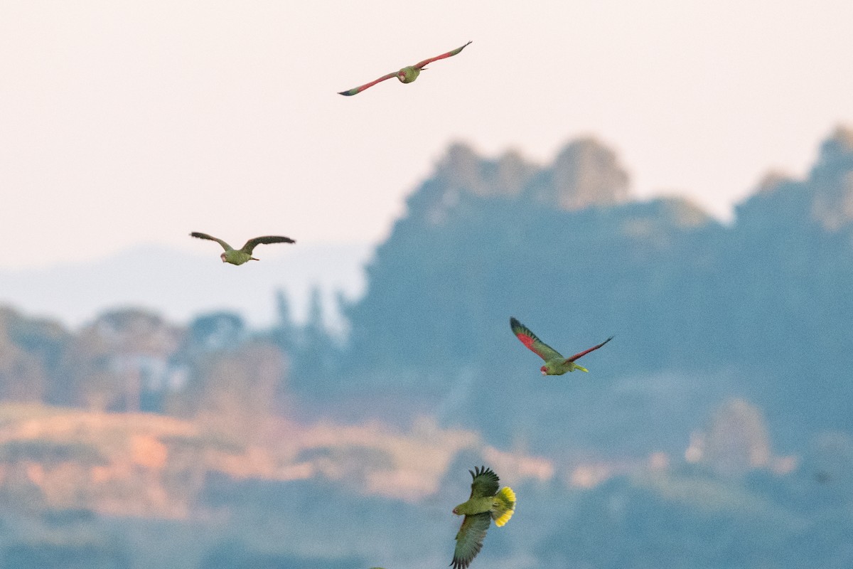 Red-spectacled Parrot - ML618761909