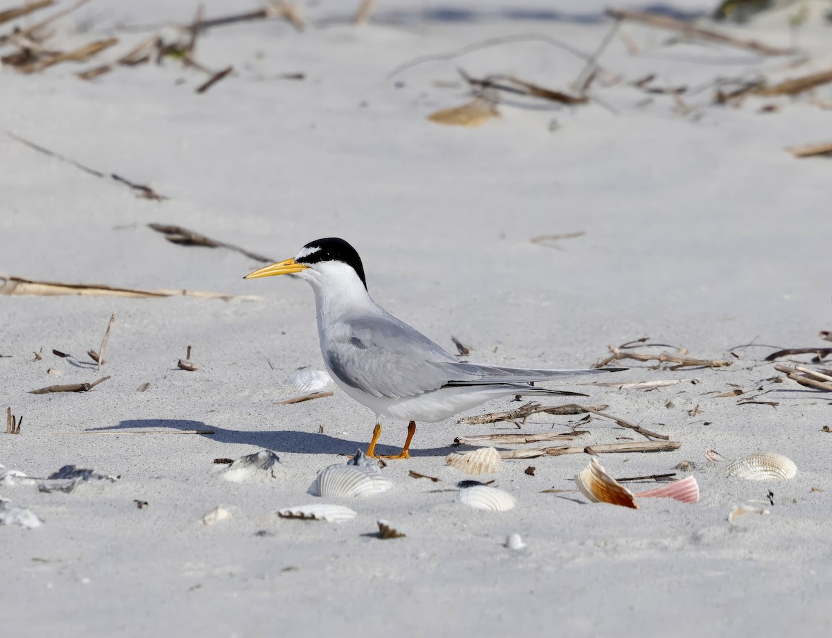 Least Tern - ML618761921