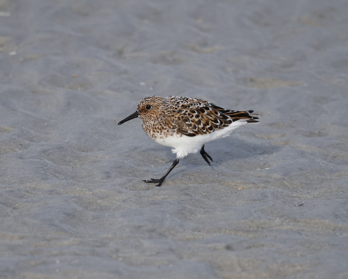 Sanderling - Jan Hansen