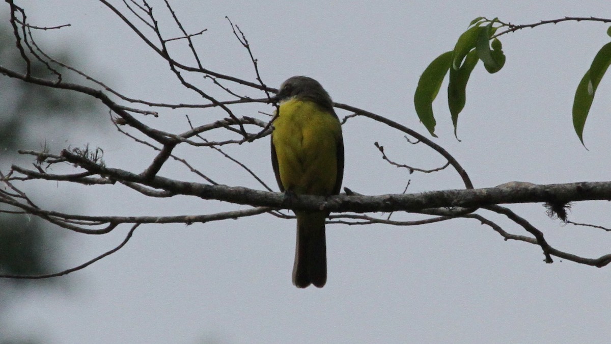 Tropical Kingbird - Xiomara Holmbaeck