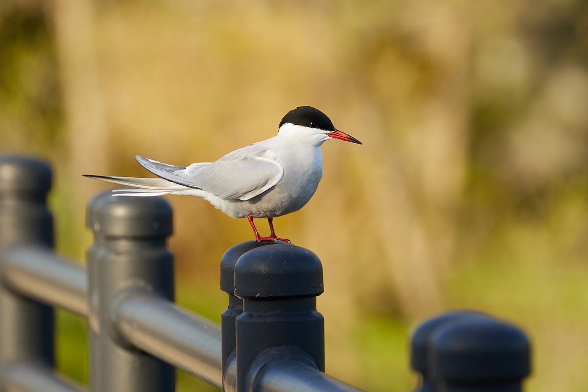 Common Tern - ML618762001