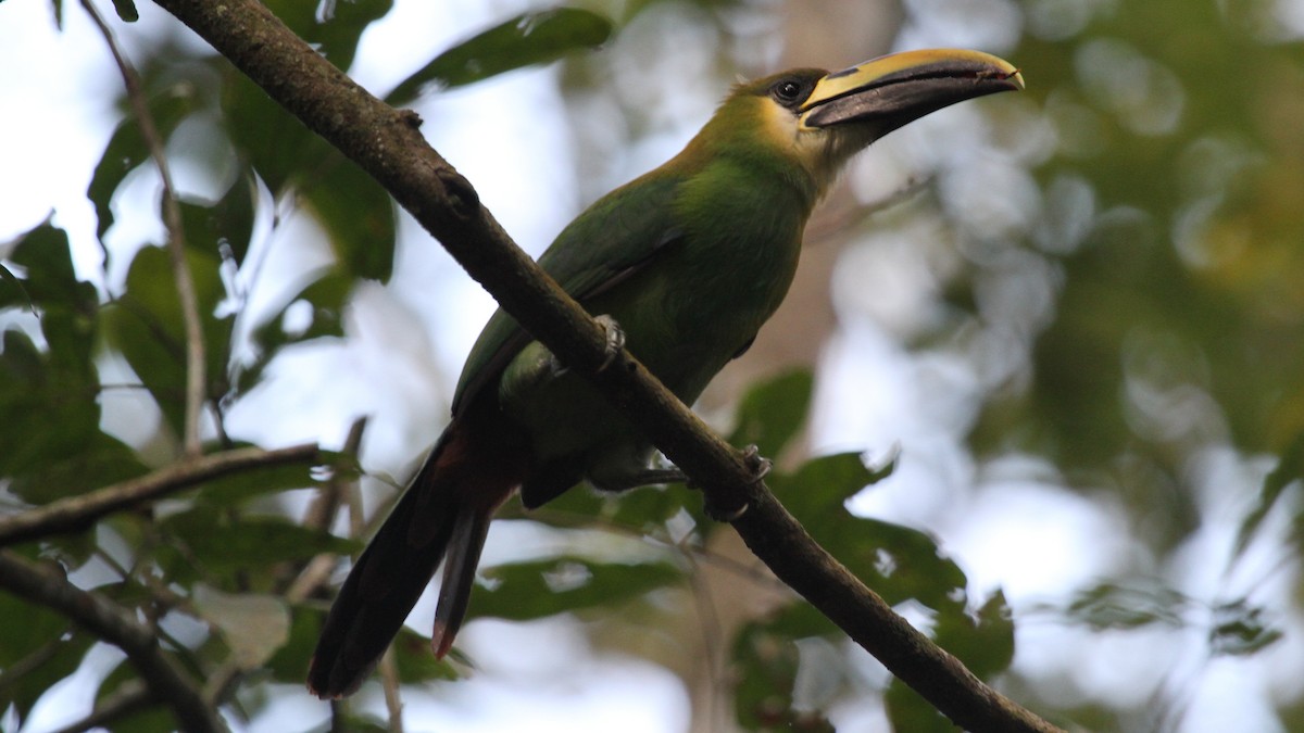 Toucanet émeraude - ML618762002