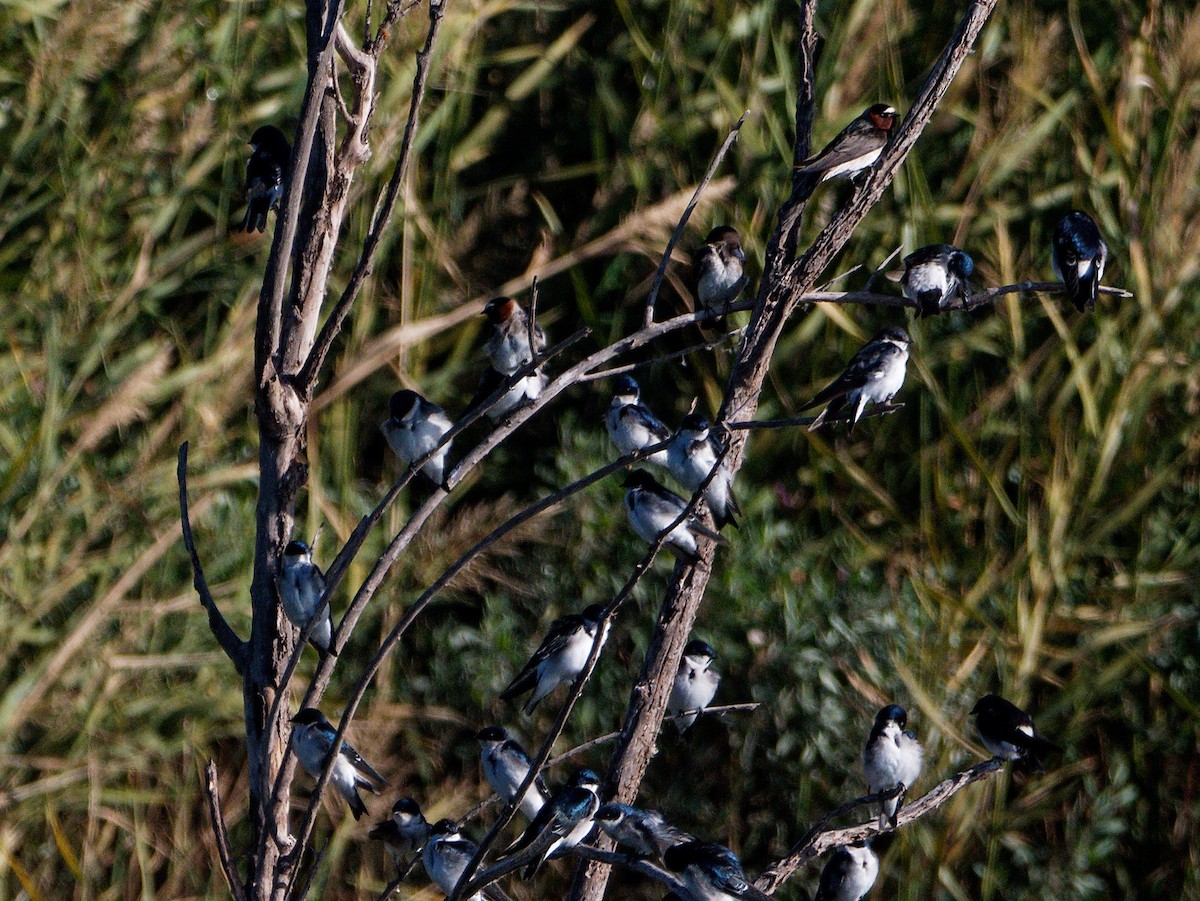 Chilean Swallow - ML618762014