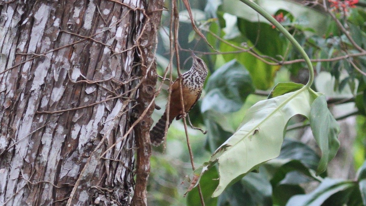 Band-backed Wren - ML618762017