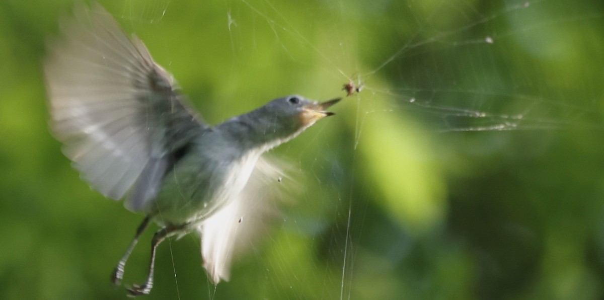 Blue-gray Gnatcatcher - Duane Yarbrough