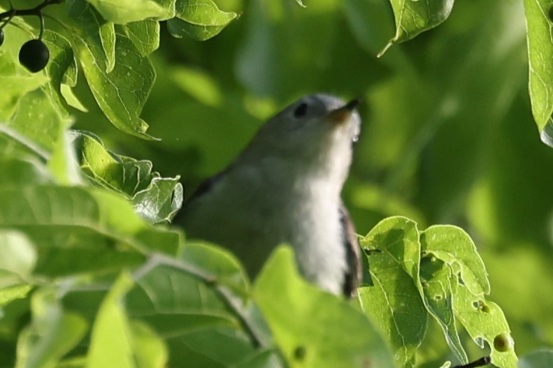 Blue-gray Gnatcatcher - ML618762022