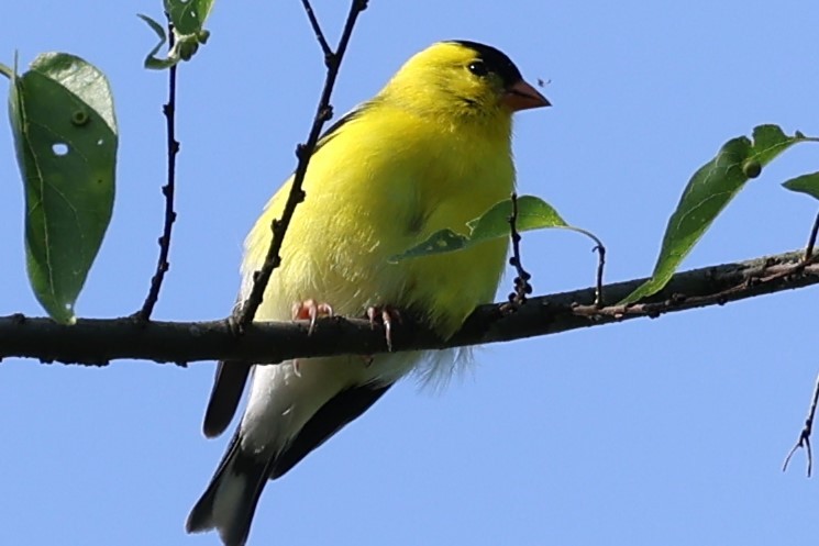 American Goldfinch - ML618762026