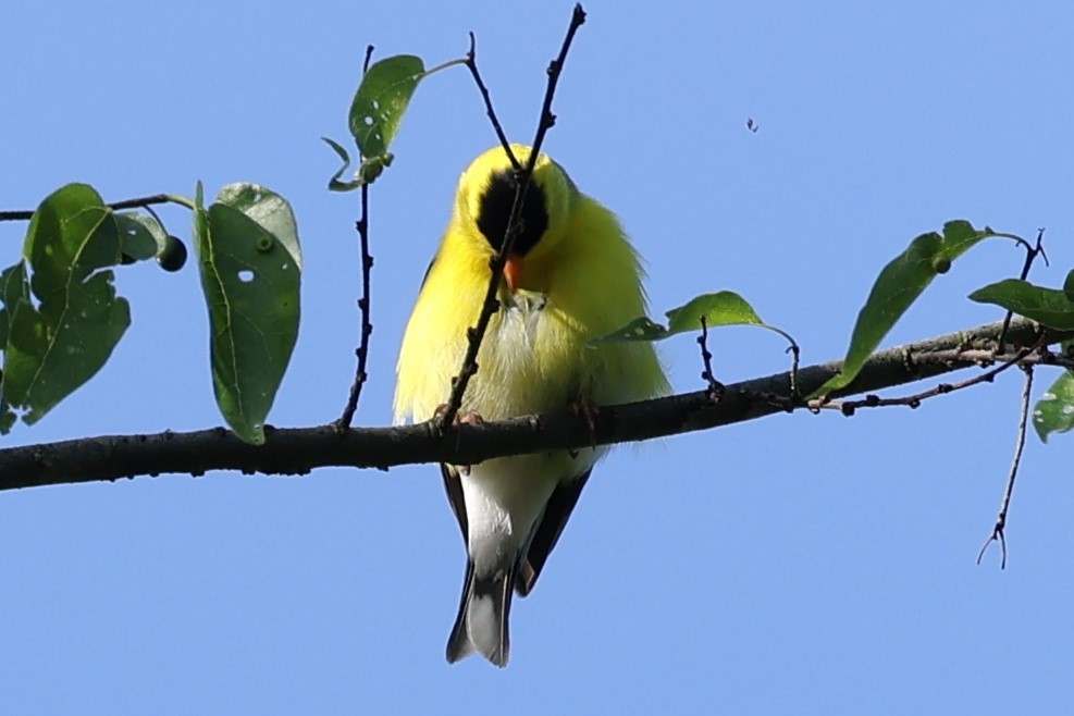 Chardonneret jaune - ML618762027