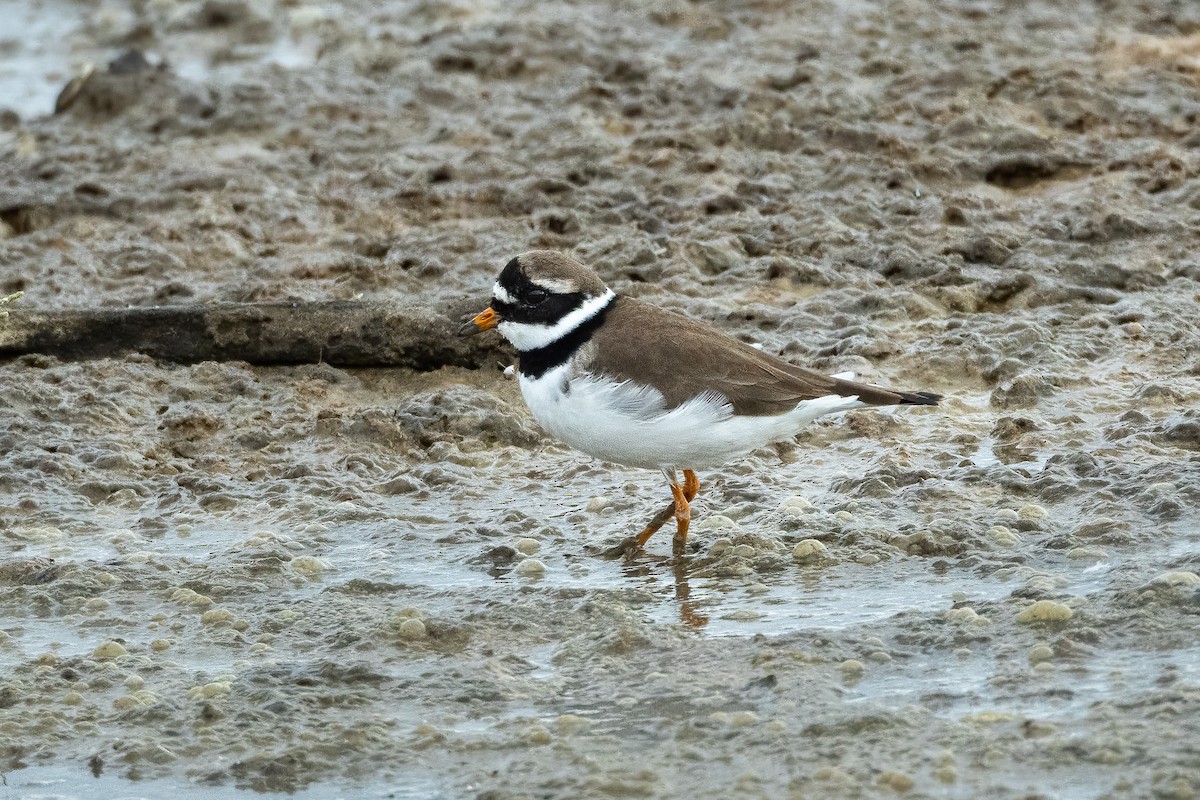 Common Ringed Plover - ML618762032