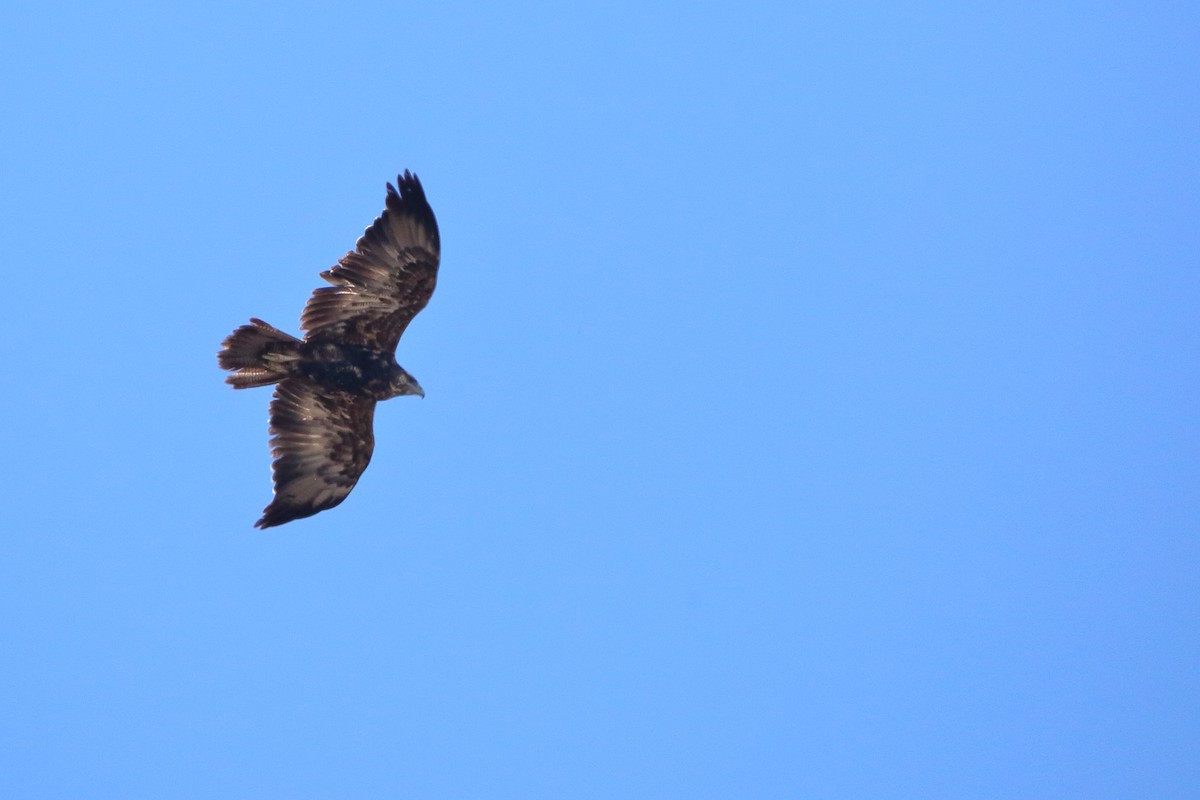 Black-chested Buzzard-Eagle - Rubén Concha Leiva