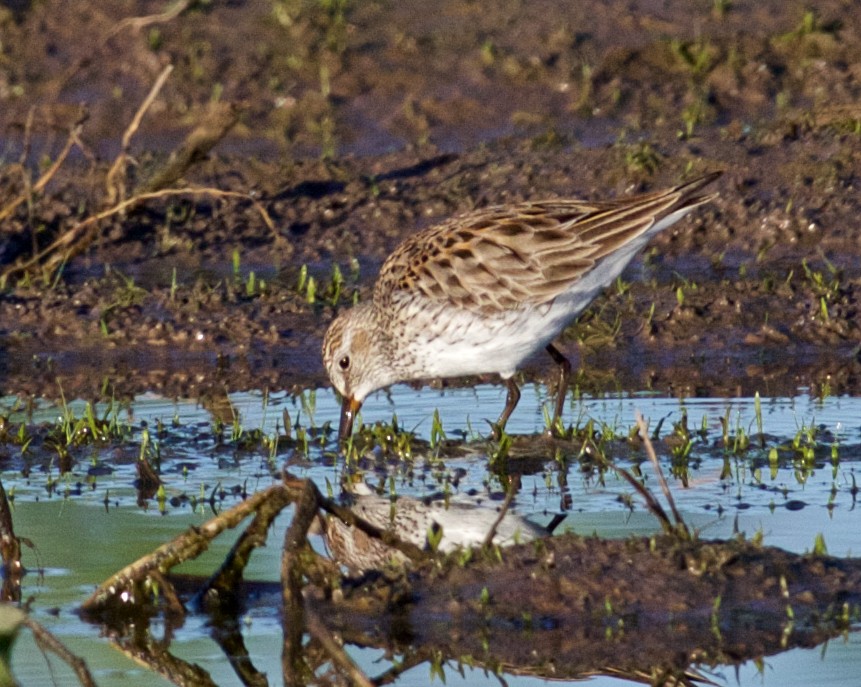 White-rumped Sandpiper - ML618762056