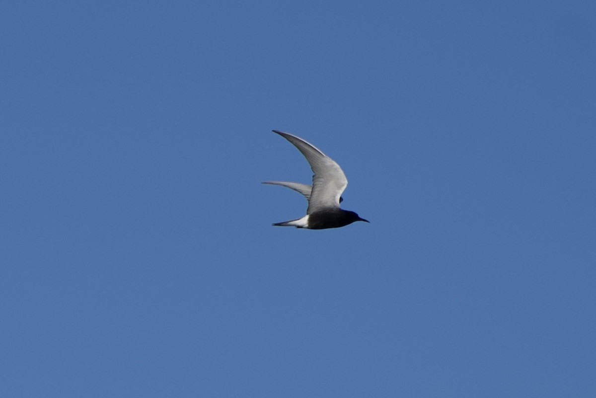 Black Tern - ML618762089