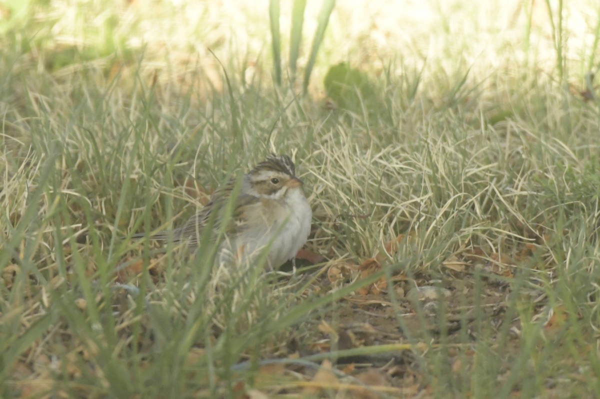 Clay-colored Sparrow - ML618762093