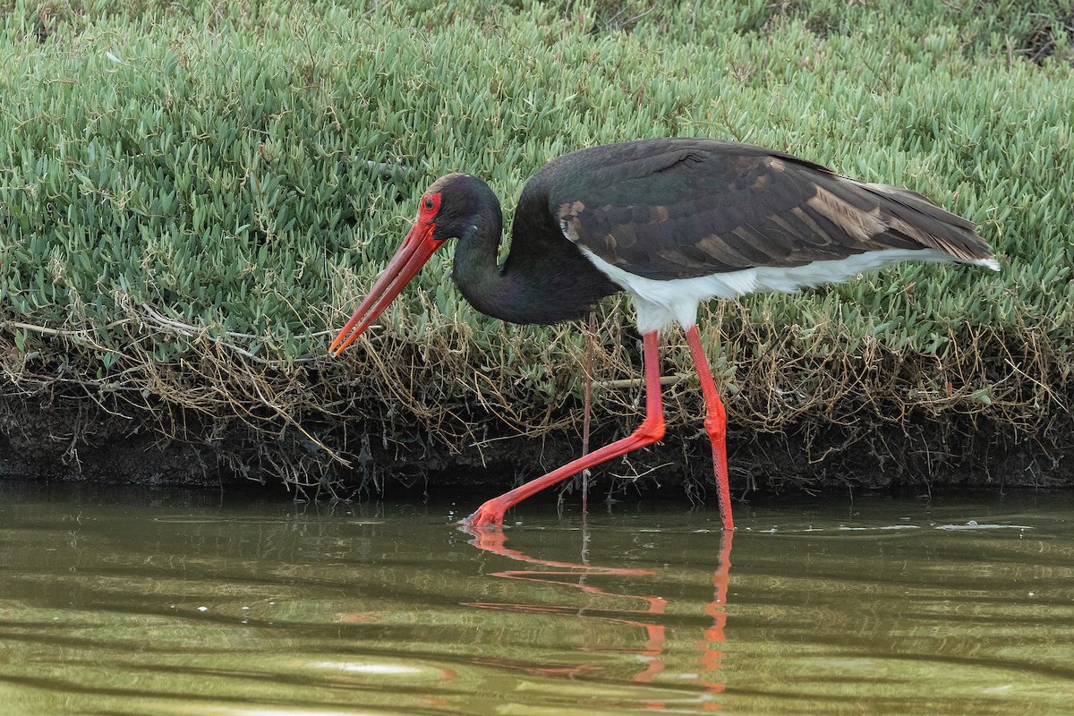 Black Stork - Francesco Veronesi