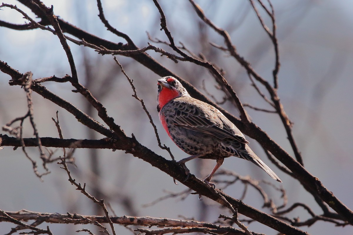 Long-tailed Meadowlark - ML618762131