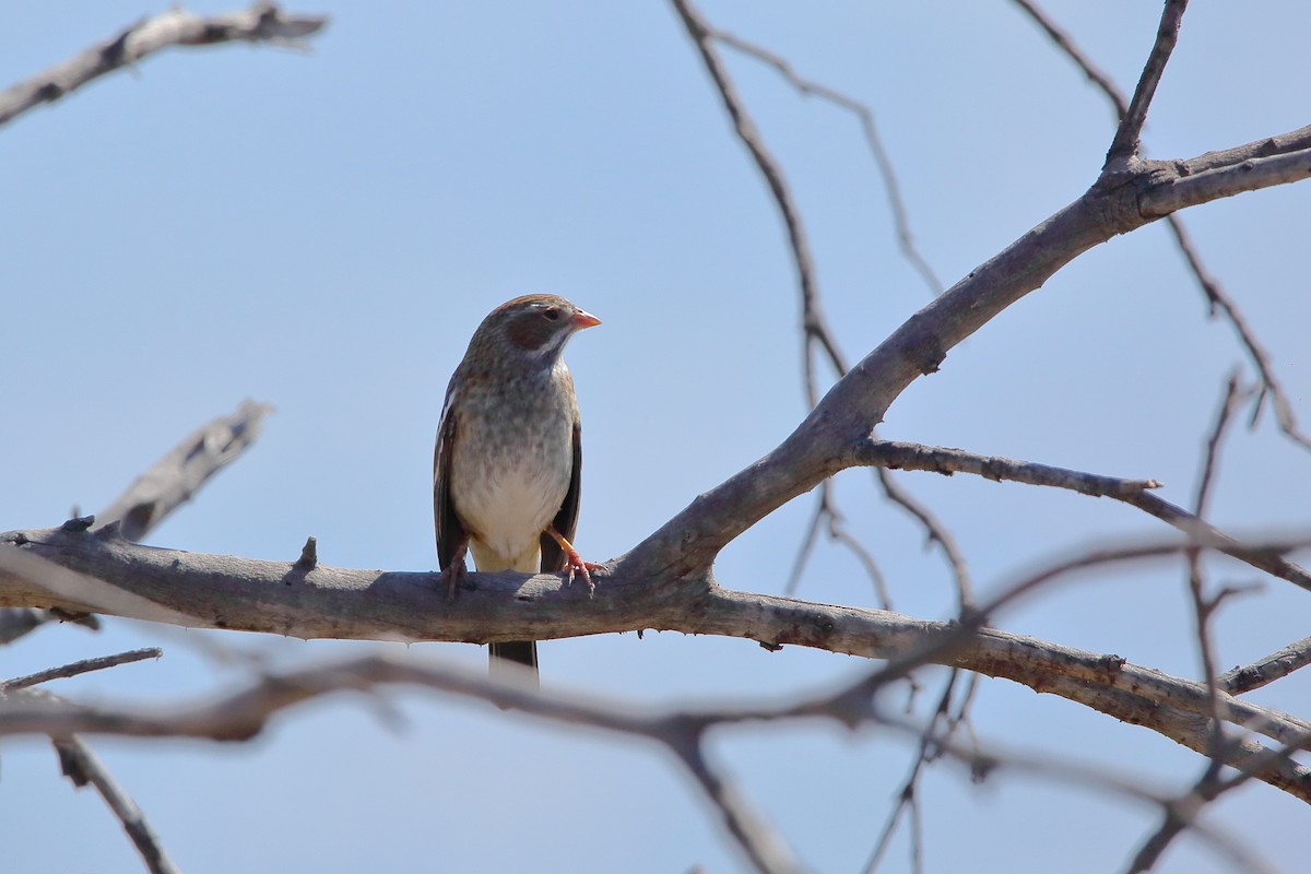 Mourning Sierra Finch - Rubén Concha Leiva