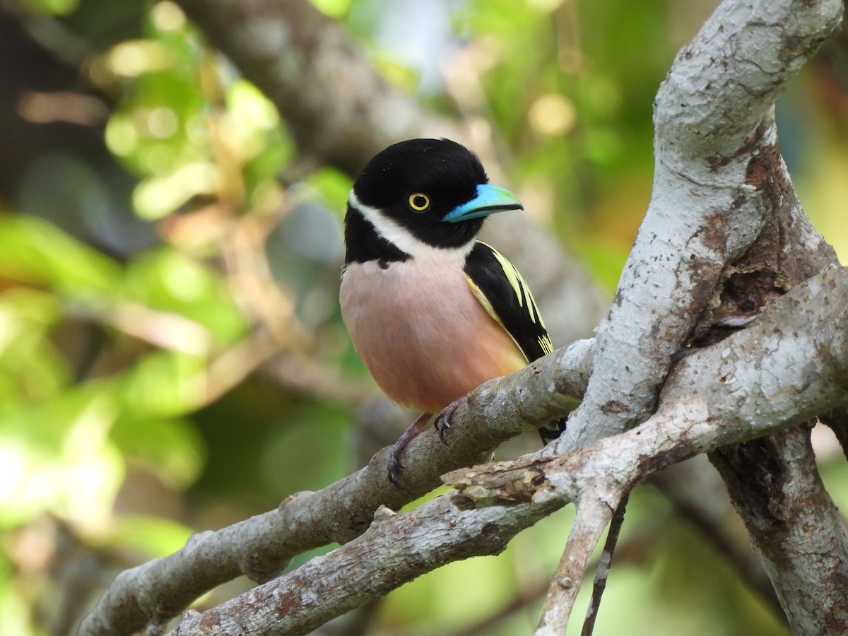 Black-and-yellow Broadbill - ML618762146