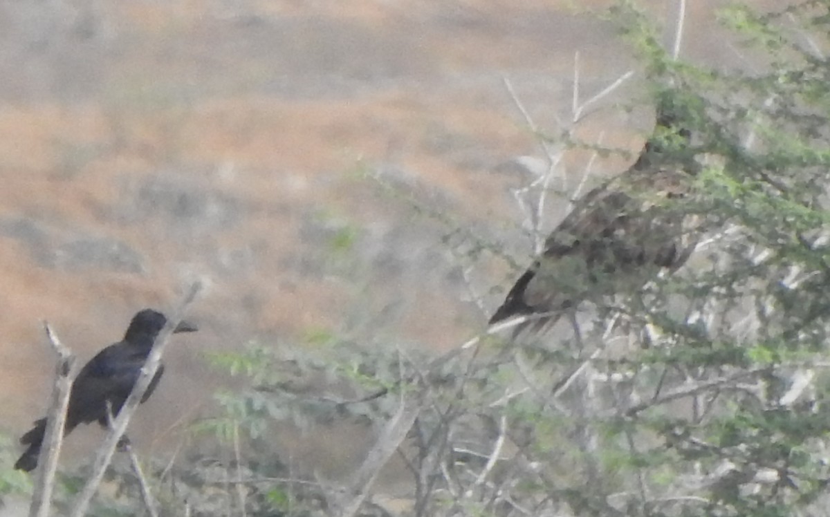 Large-billed Crow - Arulvelan Thillainayagam