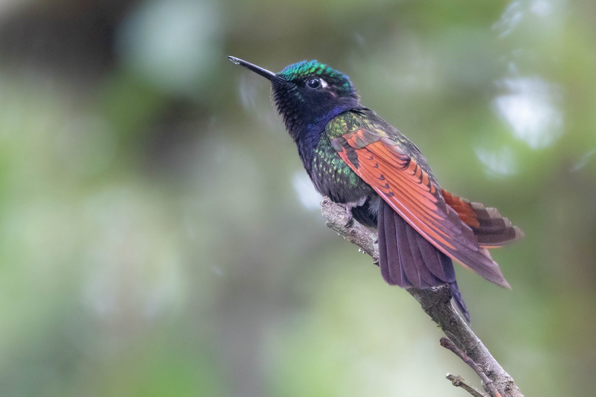 Garnet-throated Hummingbird - ML618762178