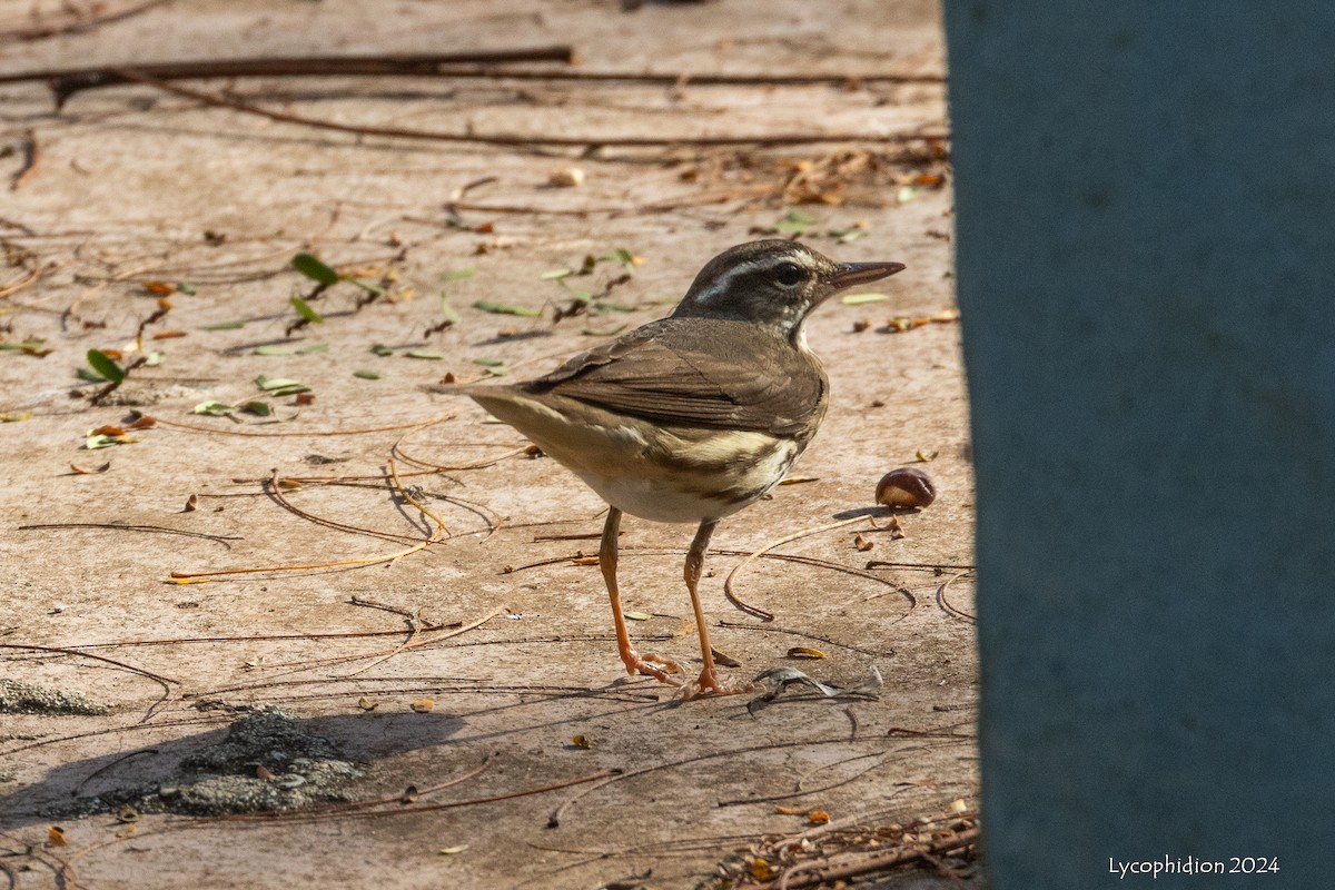 Louisiana Waterthrush - ML618762187