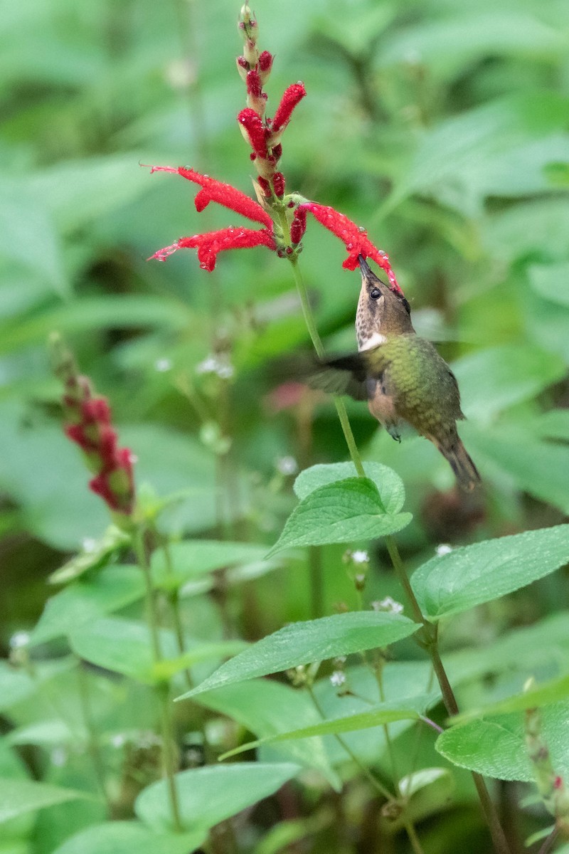 Wine-throated Hummingbird - ML618762194