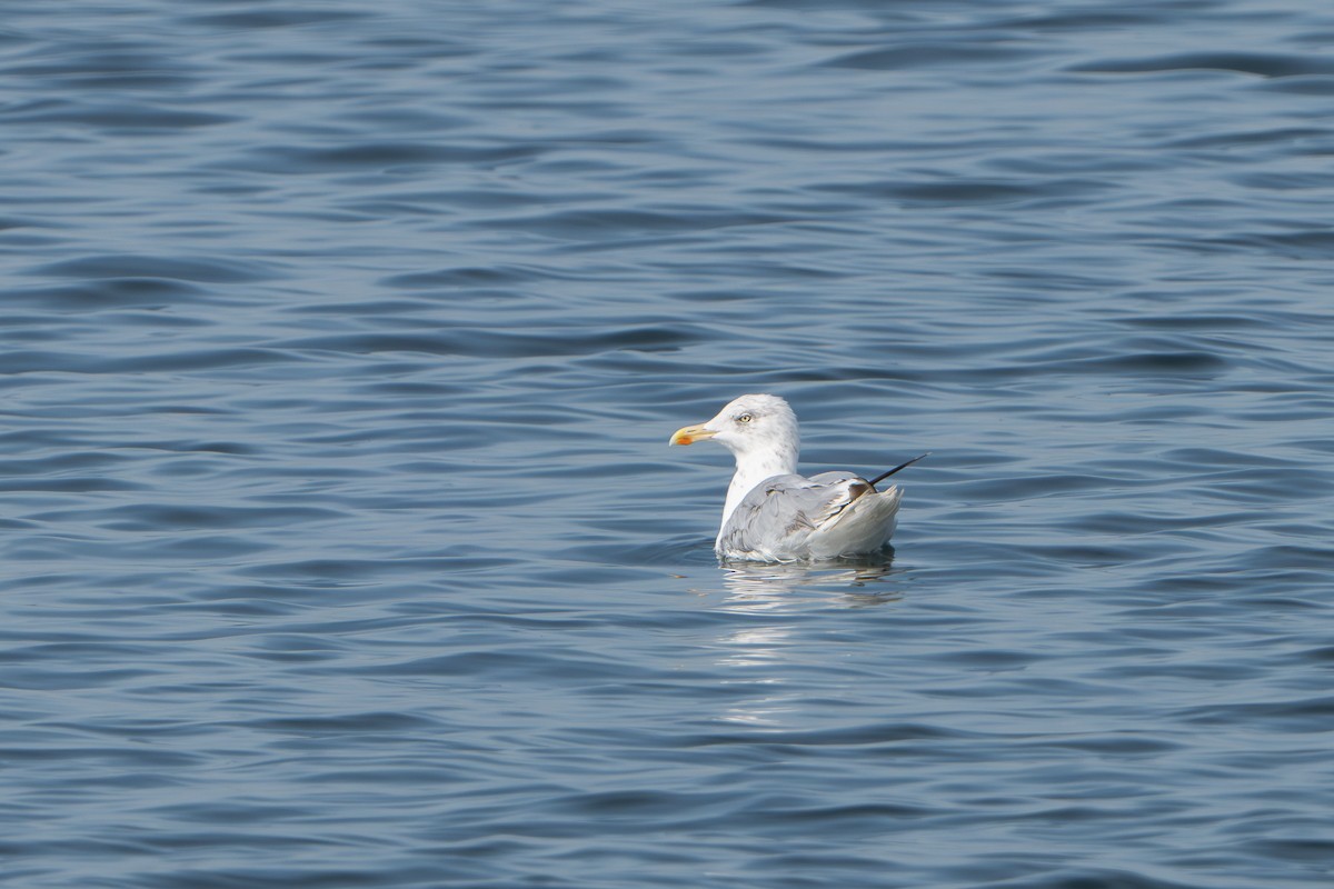 Herring Gull - Guido Van den Troost