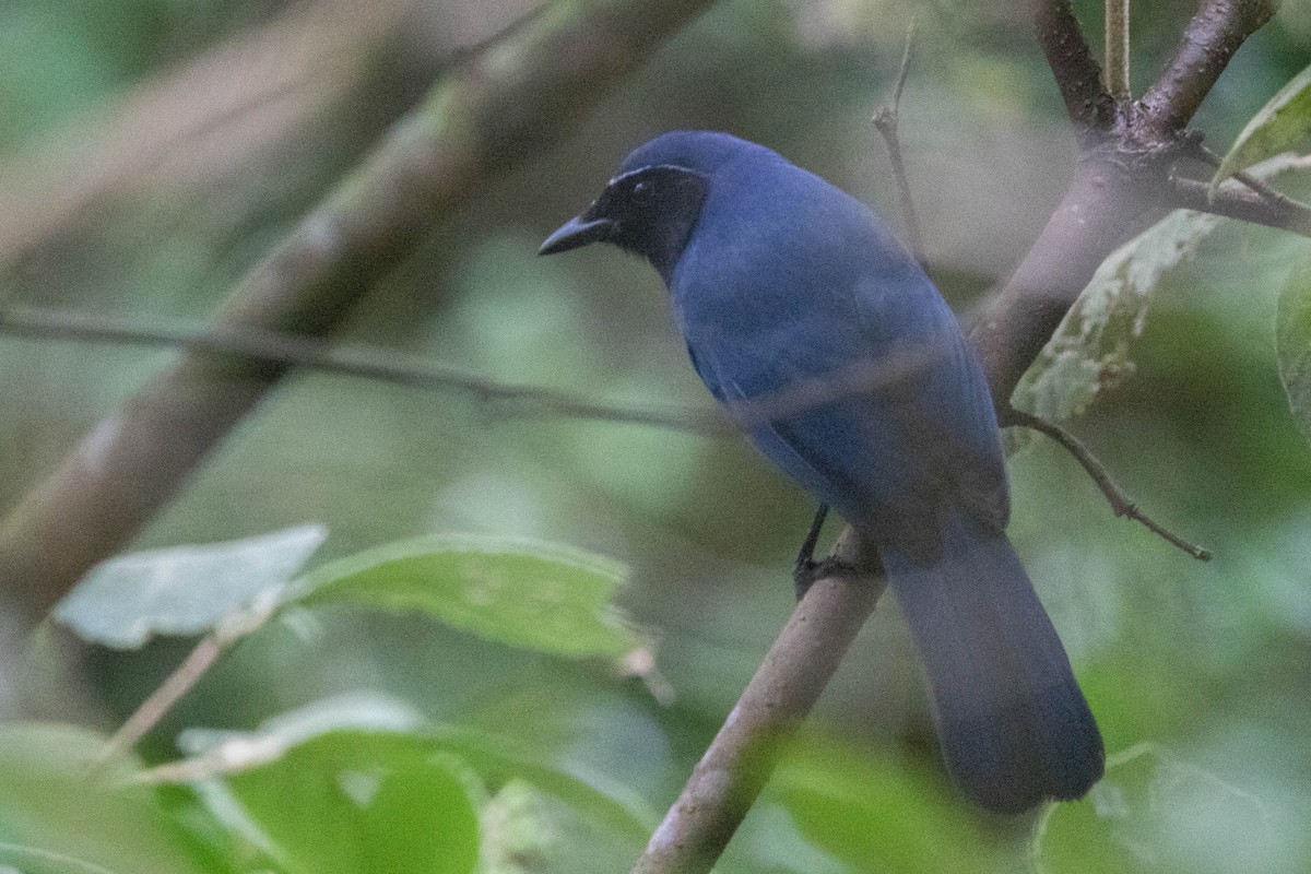 Black-throated Jay - ML618762204