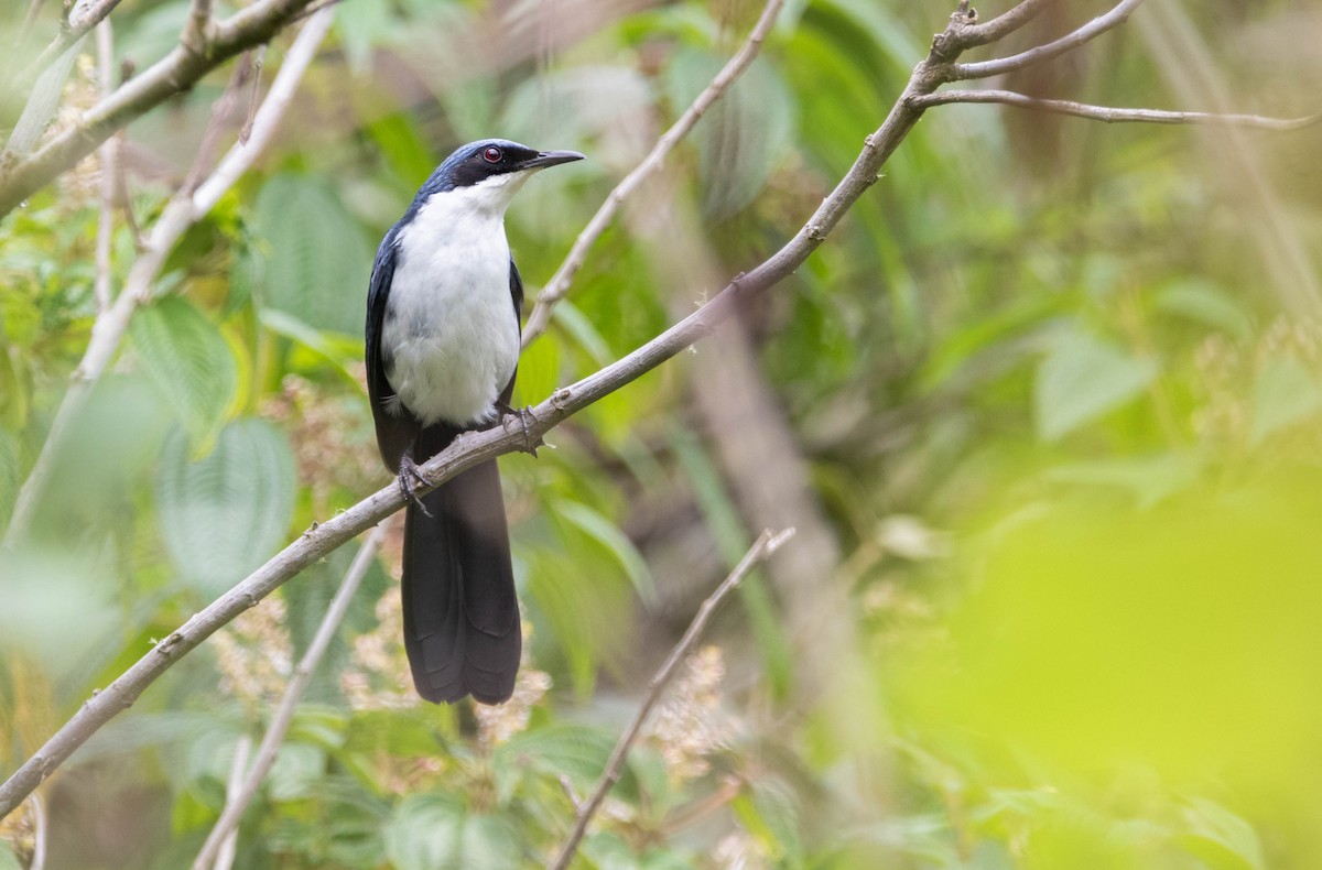 Blue-and-white Mockingbird - Kike Heredia (Birding Tours)