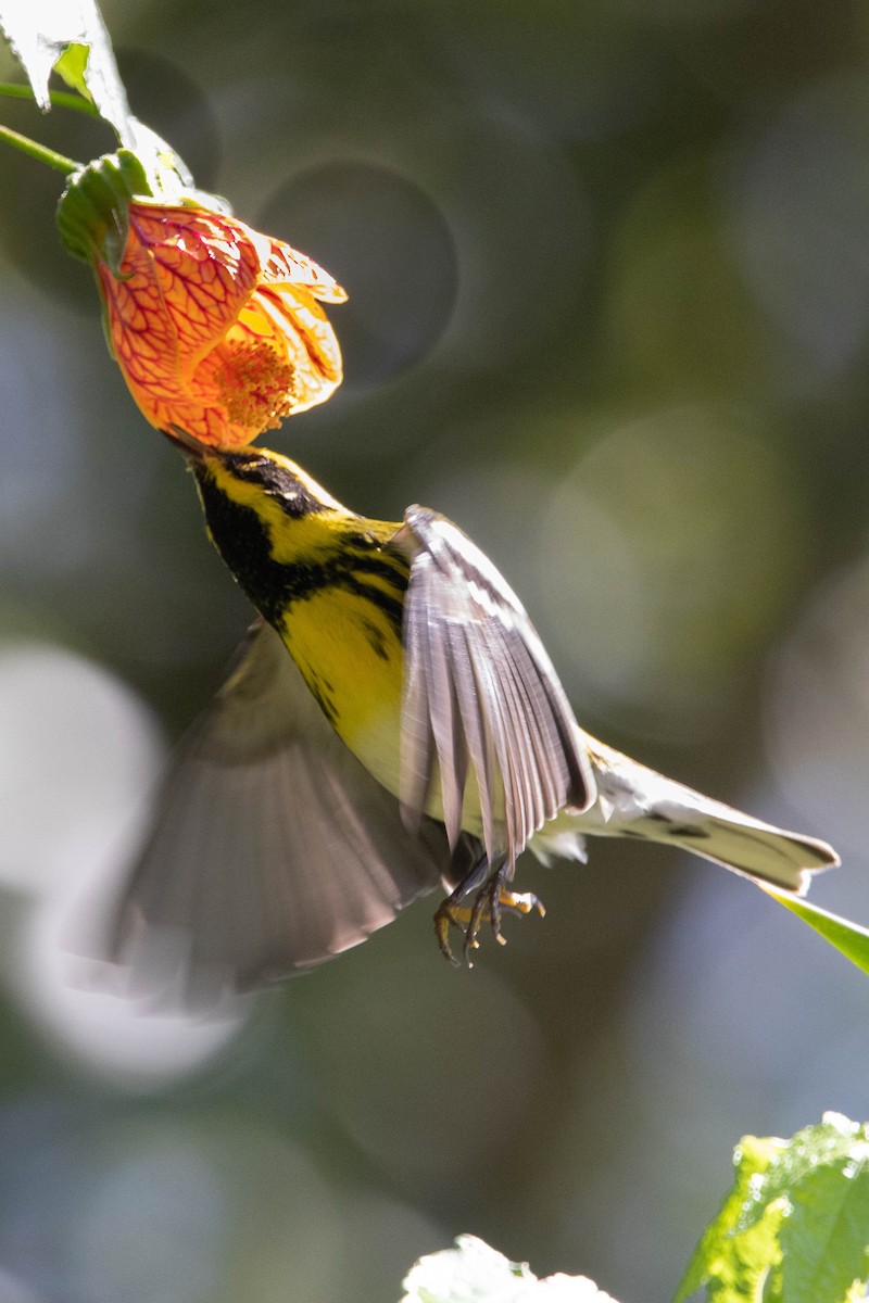 Townsend's Warbler - ML618762230
