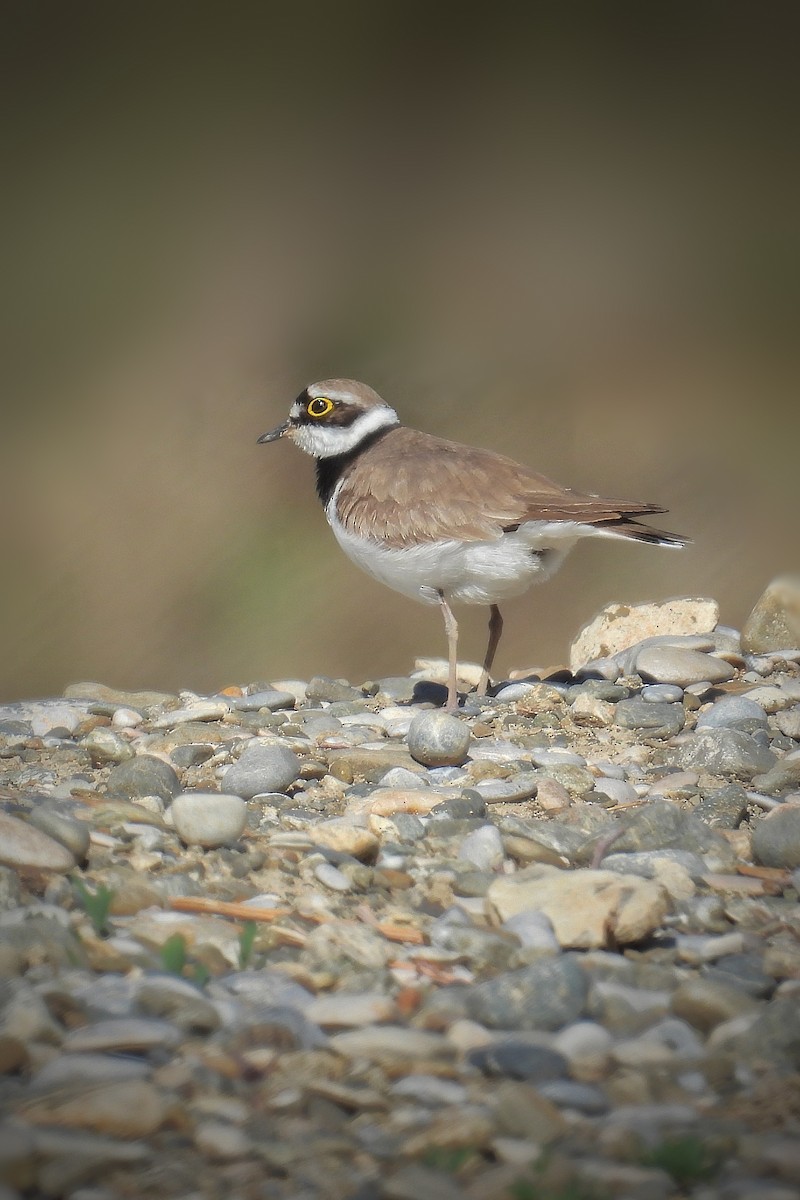 Little Ringed Plover - ML618762254