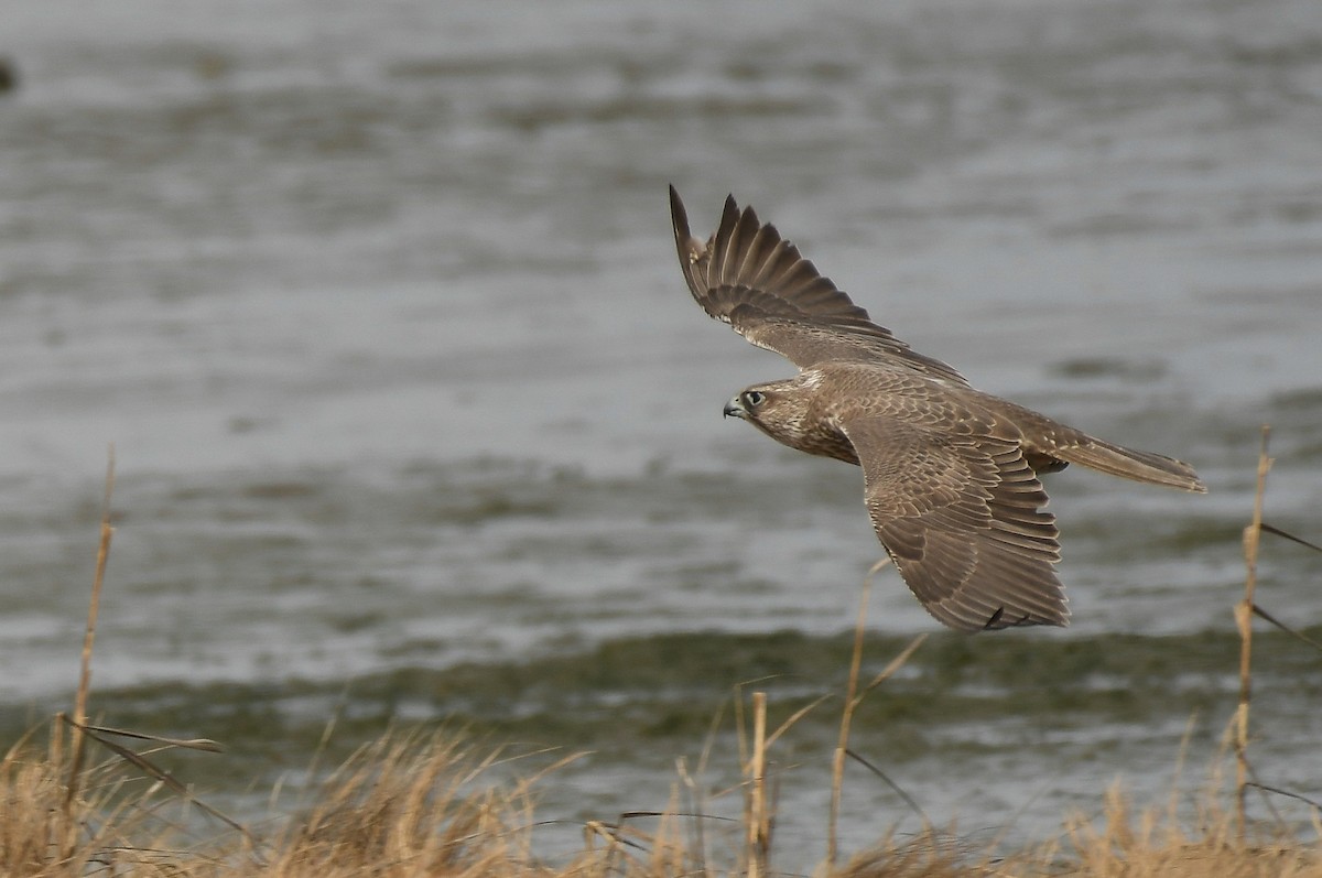 Gyrfalcon - Ernest Hahn