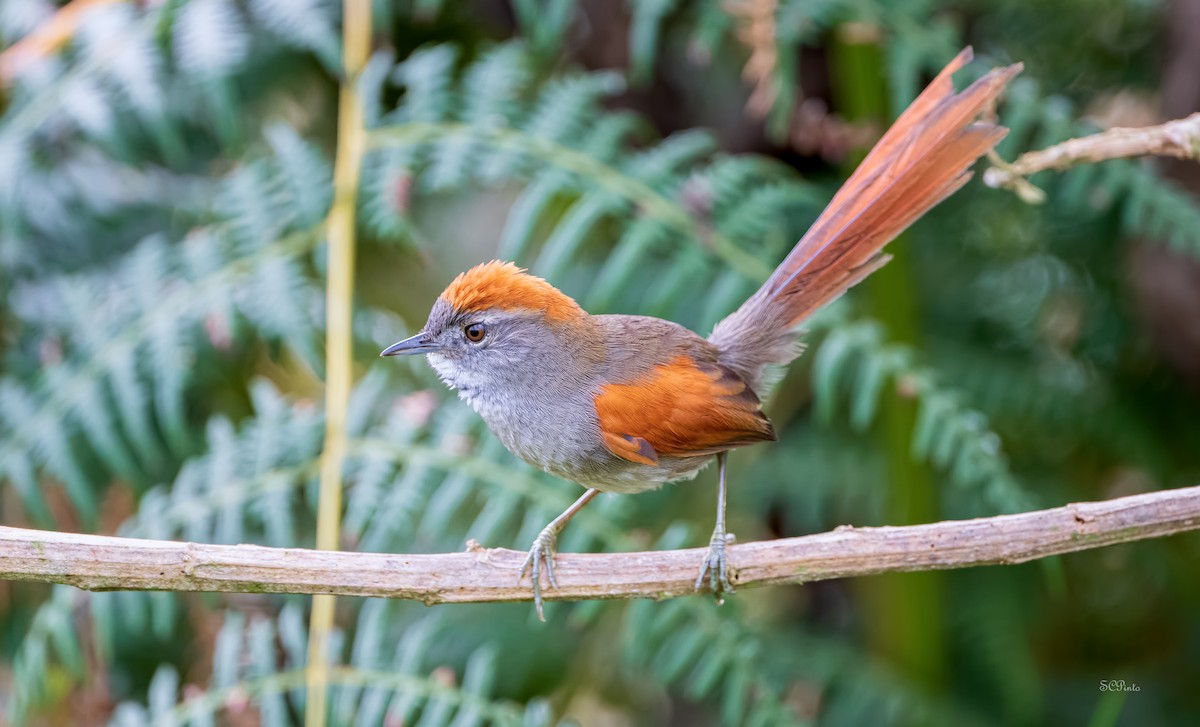 Azara's Spinetail - Shailesh Pinto