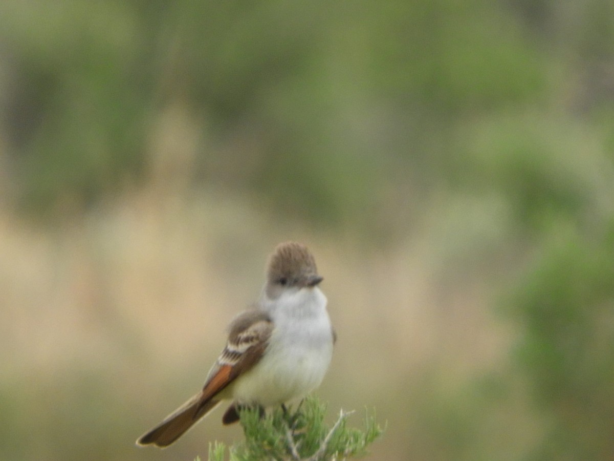 Ash-throated Flycatcher - Sandy and Randy Reed