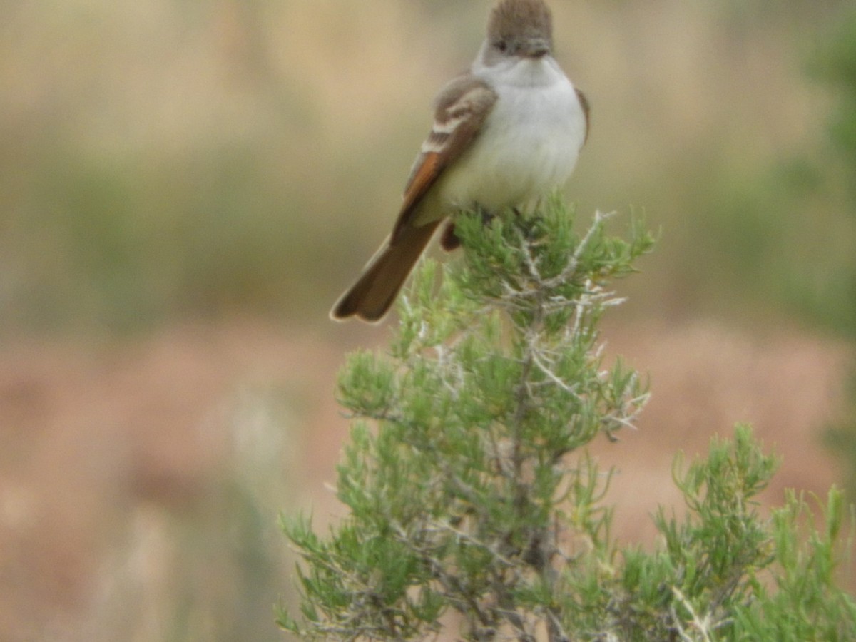 Ash-throated Flycatcher - Sandy and Randy Reed