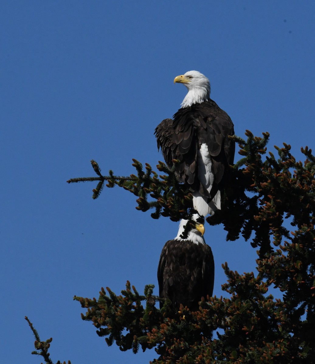 Bald Eagle - ML618762274