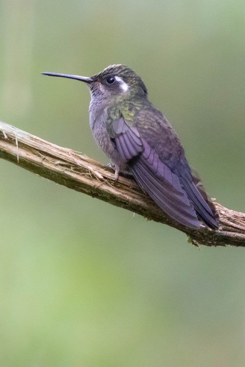 Amethyst-throated Mountain-gem - ML618762275