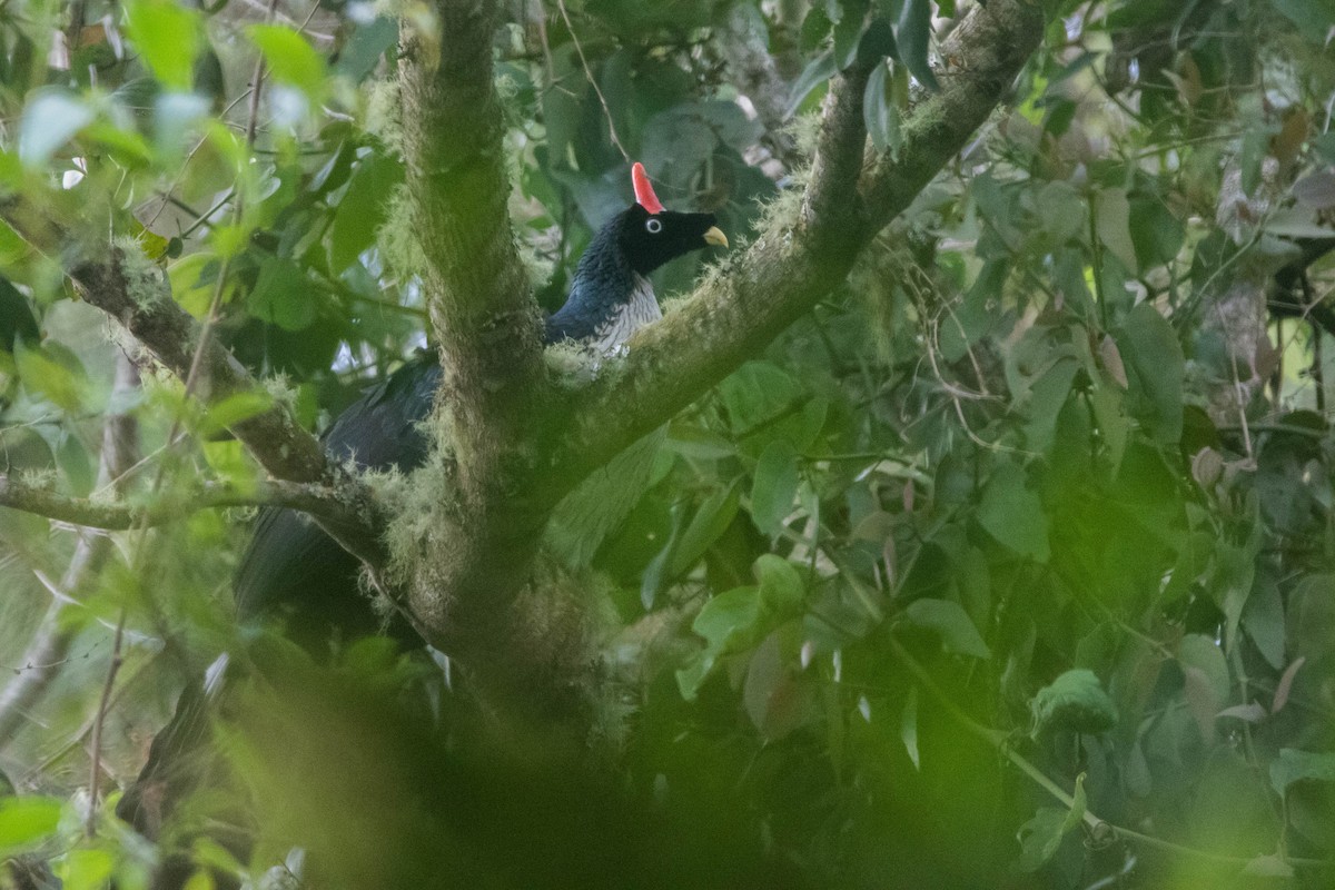 Horned Guan - ML618762307