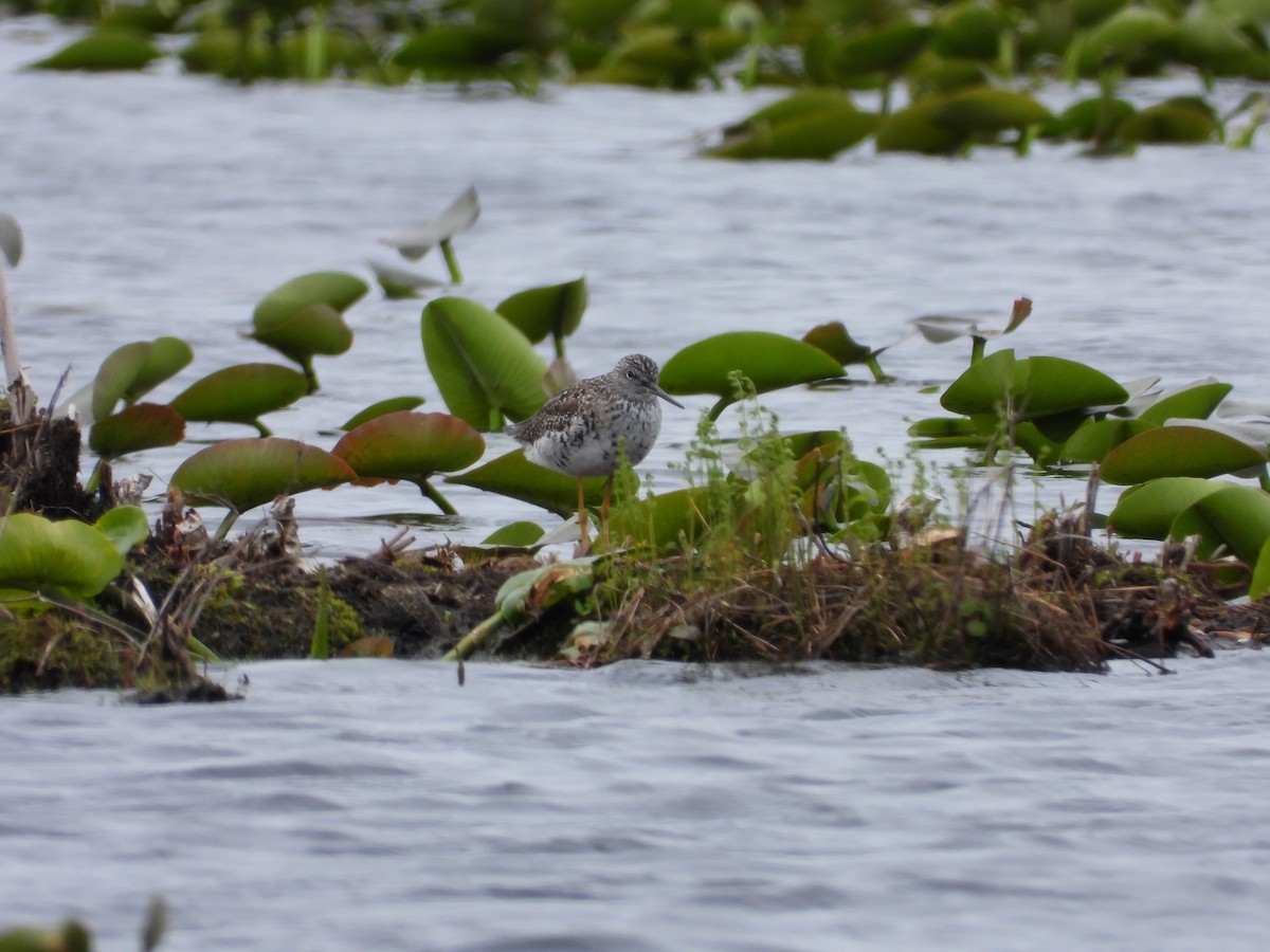 Lesser Yellowlegs - ML618762341