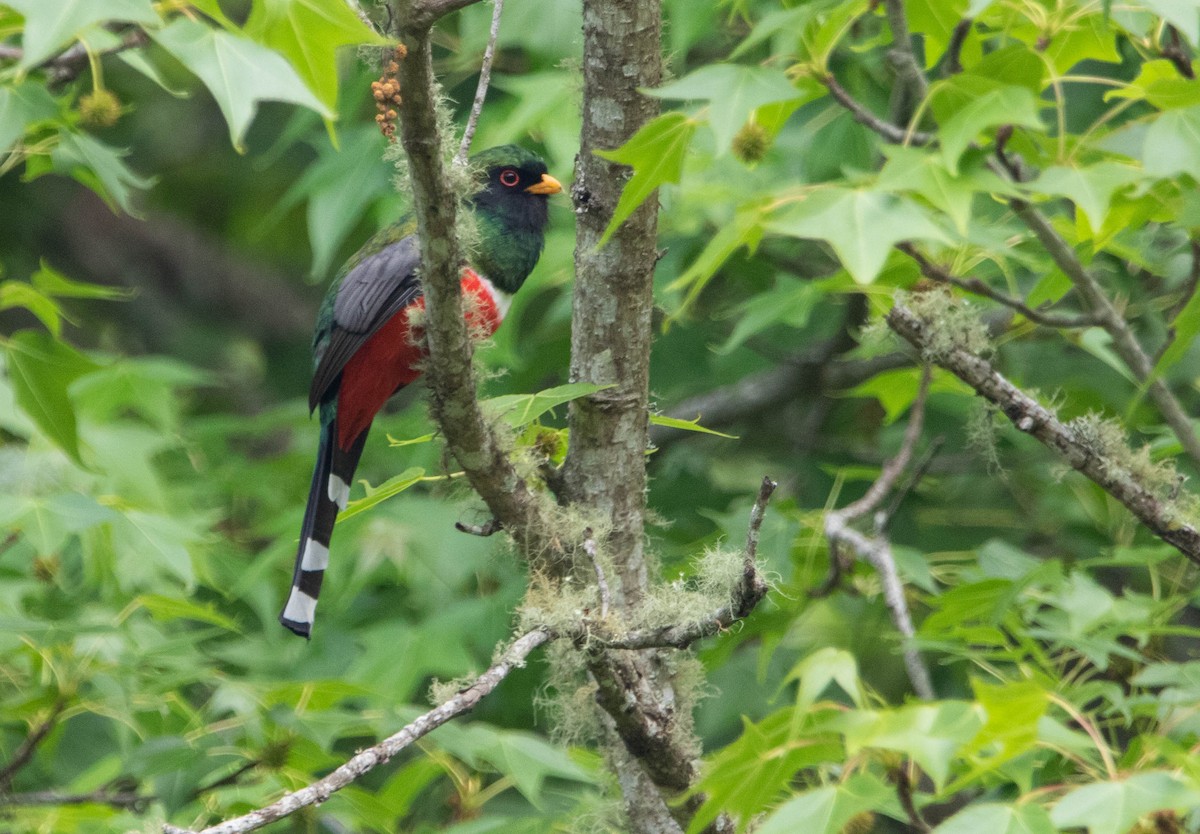 Mountain Trogon - ML618762353