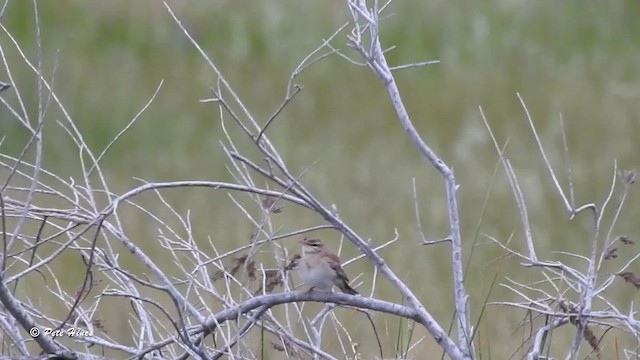 Rufous-tailed Scrub-Robin - ML618762357