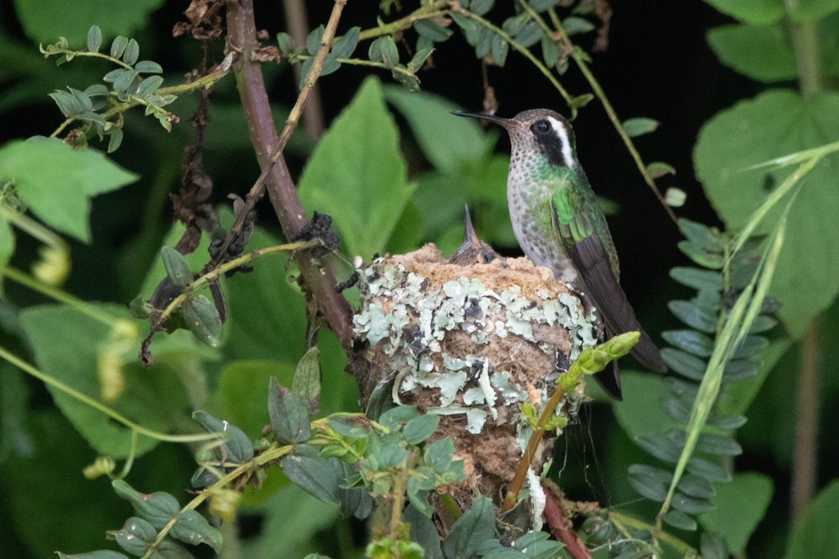 White-eared Hummingbird - ML618762360