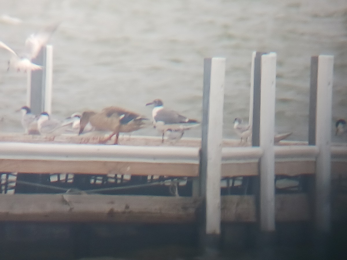 Laughing Gull - ML618762390