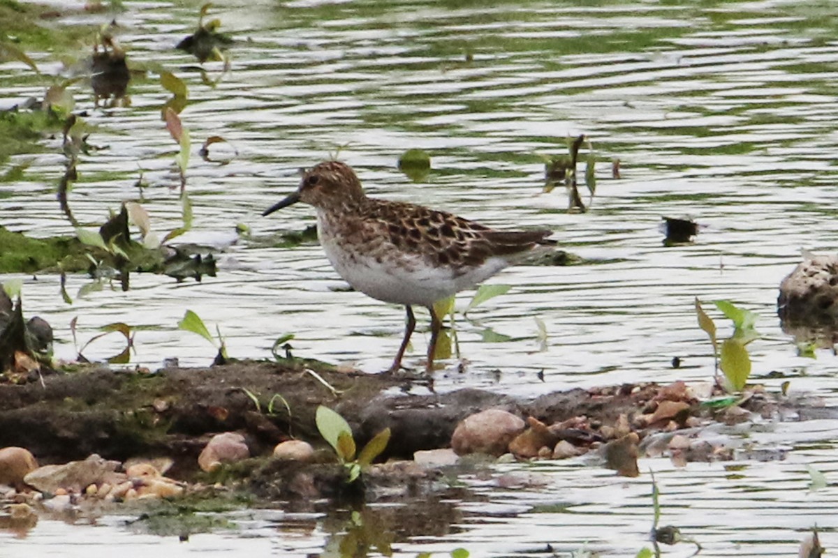 Least Sandpiper - Jean-Marie Gauthier