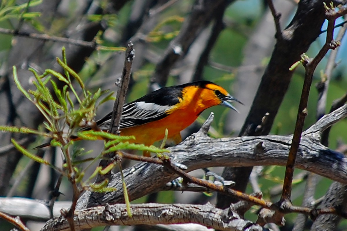 Bullock's Oriole - ML618762425