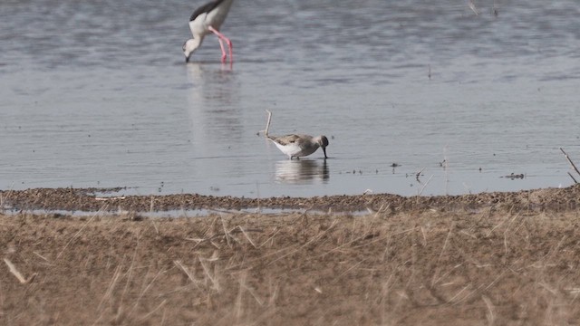 Terekwasserläufer - ML618762430