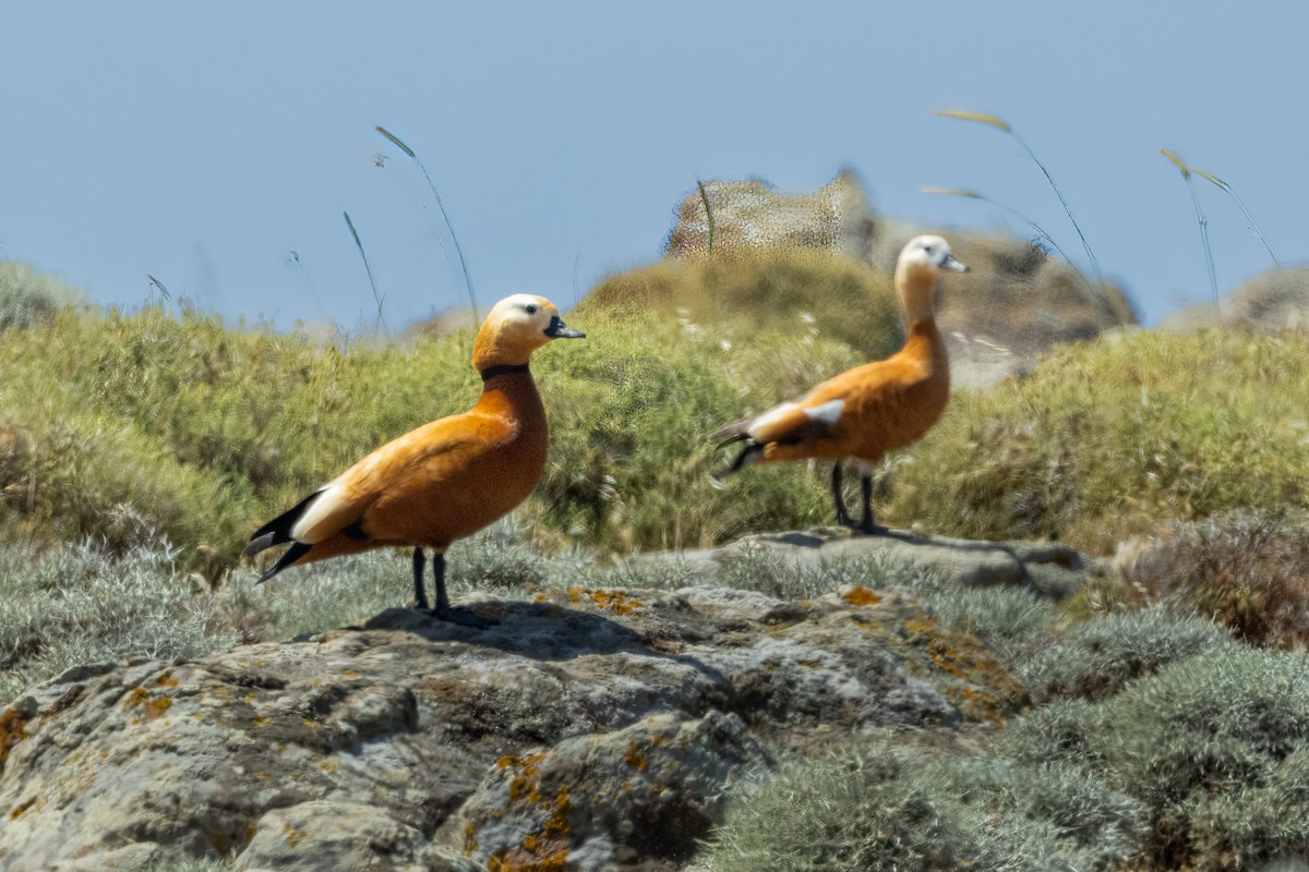 Ruddy Shelduck - Francesco Veronesi