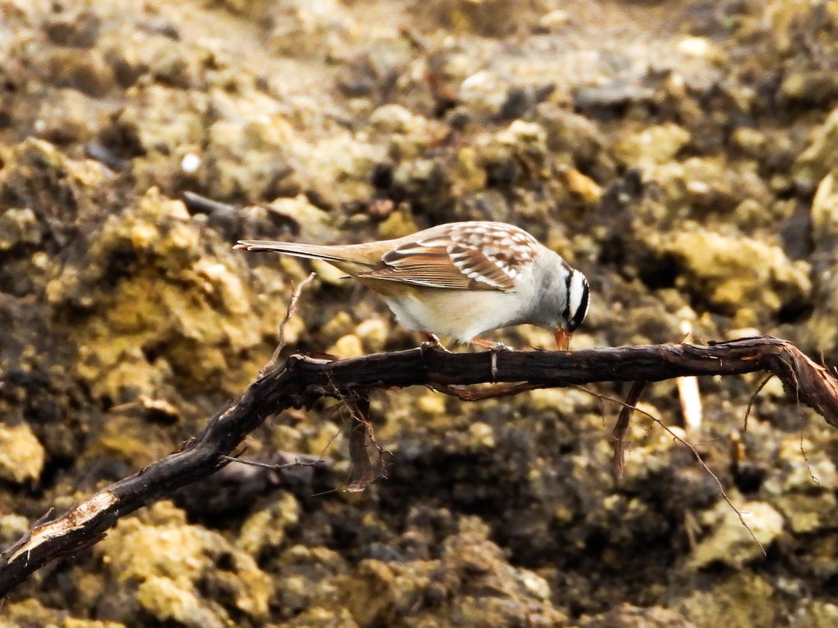 White-crowned Sparrow - ML618762448