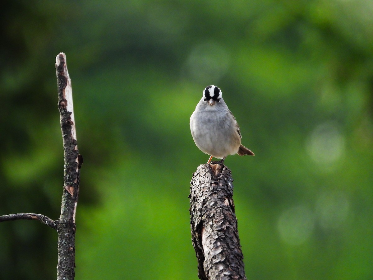 White-crowned Sparrow - ML618762449